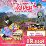 KOREA Cherry Blossom 2024 SEORAKSAN NAMI SEOUL 5วัน 3คืน